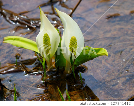 Water Basho Water Basho 127241412