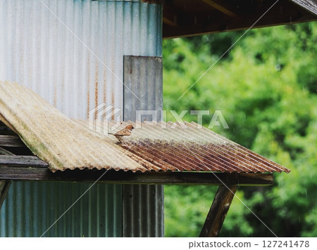 Sparrow's shelter Sparrow's shelter 127241478