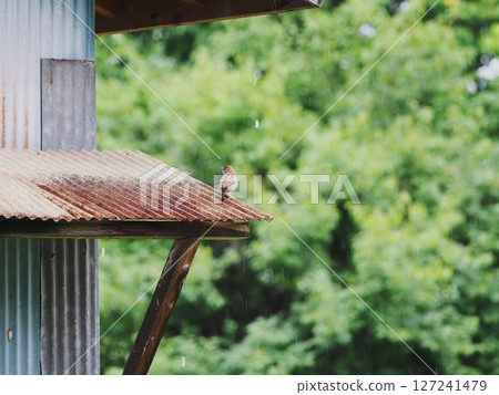 麻雀的庇護所 127241479