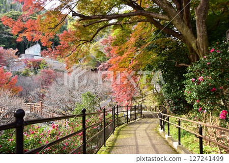 Colorful autumn leaves and walking paths at Atami Plum Garden, Shizuoka Prefecture Colorful autumn leaves and walking paths at Atami Plum Garden, Shizuoka Prefecture 127241499