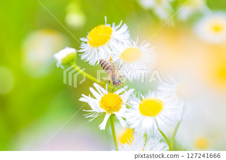 一隻蜜蜂飛來採集木槿花的花蜜 127241666