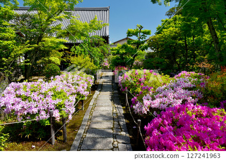 Azaleas blooming along the approach to the Great Temple 127241963
