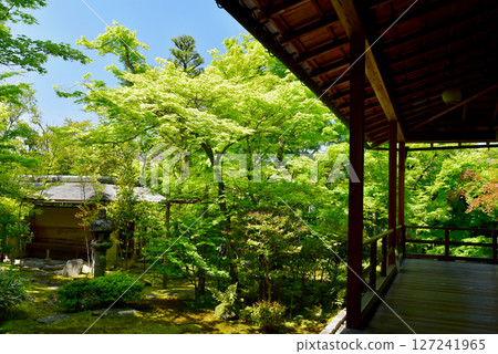 The Supreme Court surrounded by fresh greenery 127241965