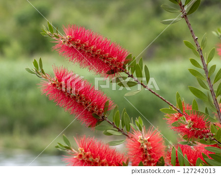A red brushwood flower 127242013