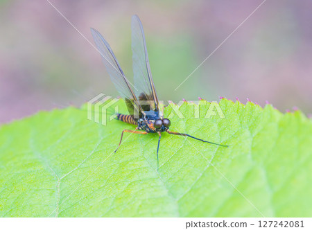一隻大斑點蜉蝣停在一片葉子上 127242081