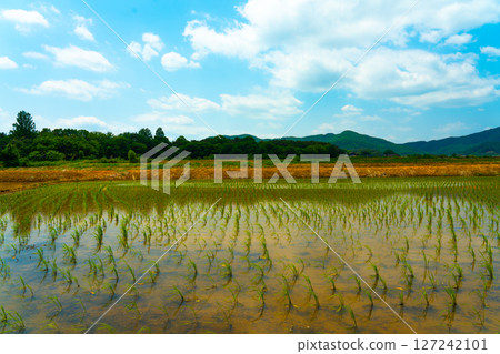 A large area of rice seedlings growing in the fields of Korea. A large area of rice seedlings growing in the fields of Korea. 127242101