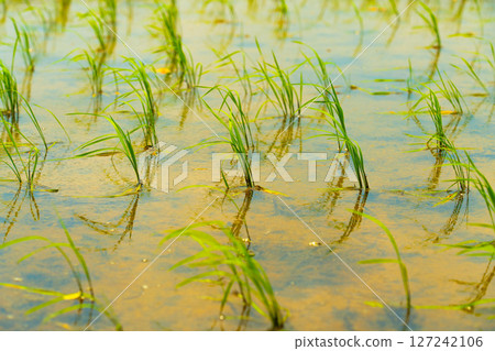 Close-up of young rice blades covered in morning dew Close-up of young rice blades covered in morning dew 127242106
