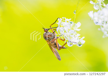 一隻黃翅蠅正在從鍬形蟲的花中吸食花蜜 127242297
