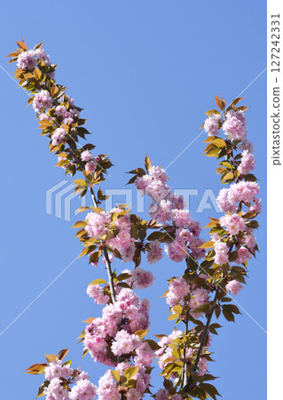 Japanese flowering cherry Kanzan Japanese flowering cherry Kanzan 127242331