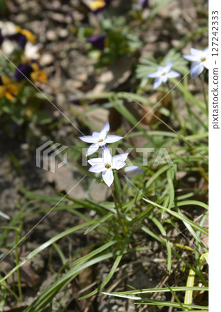 Spring starflower Wisley Blue 127242333