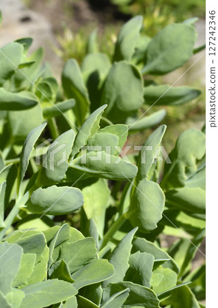 Stonecrop Lisa Stonecrop Lisa 127242346