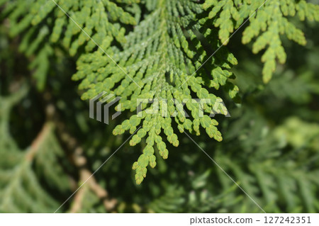 Arborvitae Compacta Arborvitae Compacta 127242351