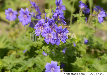 Purple cranesbill Rosemoor 127242352