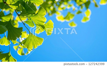 Ginkgo leaves in early summer shining against the blue sky 7 127242399