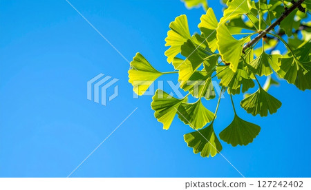 Ginkgo leaves in early summer against the blue sky 4 127242402