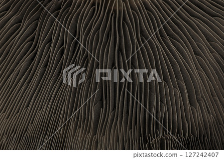 Abstract macro background of portobello mushroom bottom cap Abstract macro background of portobello mushroom bottom cap 127242407
