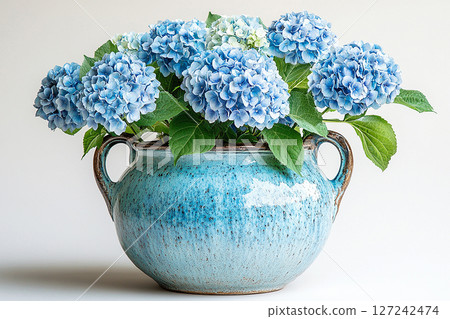 Big Hydrangea bush in rustic pot with fleshy leaves and pink flowers on a white background. Big Hydrangea bush in rustic pot with fleshy leaves and pink flowers on a white background. 127242474