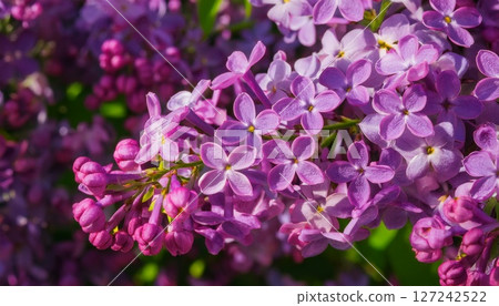 夢幻紫丁香花束 4 夢幻紫丁香花束 4 127242522