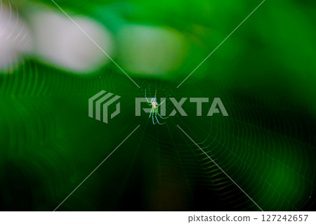 陽光透過樹梢,照耀著蜘蛛幼蟲的巢穴 陽光透過樹梢,照耀著蜘蛛幼蟲的巢穴 127242657