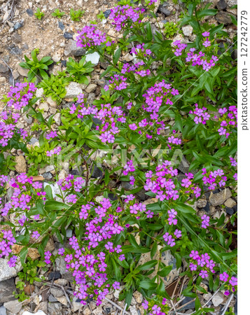 A flower of a deshiko blooming near the sea A flower of a deshiko blooming near the sea 127242779