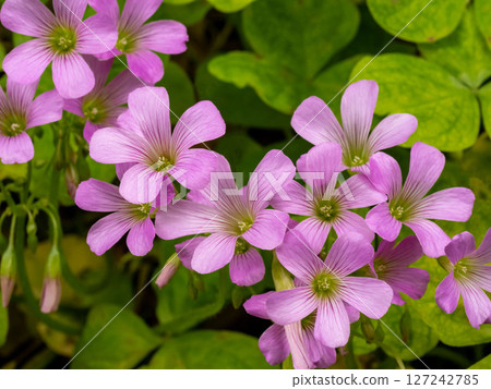 Murasaki Kabaki花 127242785