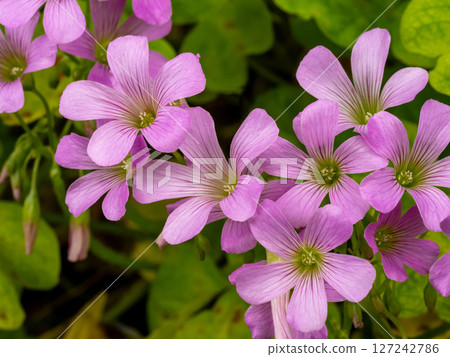 Murasaki Kabaki Flower 127242786