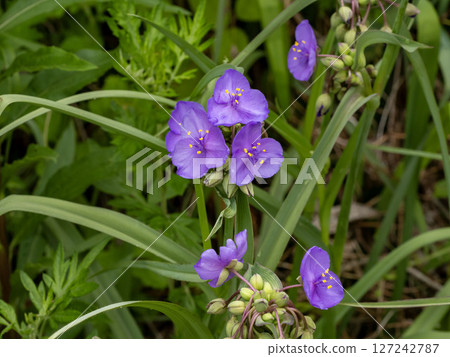 Murasaki Yukusa之花 127242787