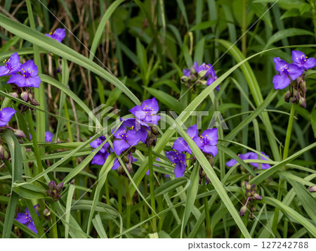 Murasaki Yukusa之花 Murasaki Yukusa之花 127242788