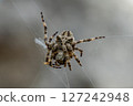 Hairy Orb-Weaver Spider Suspended Mid-Web in Stunning Macro Shot 127242948