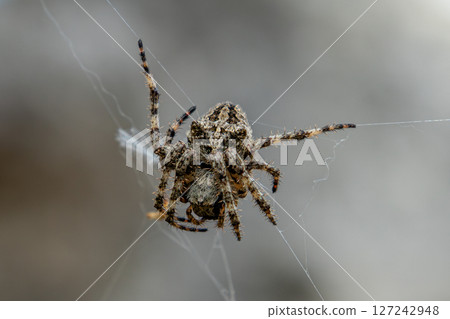 Hairy Orb-Weaver Spider Suspended Mid-Web in Stunning Macro Shot 127242948