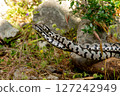 Intertwined Snakes Displaying Unique Patterned Motion in Nature 127242949