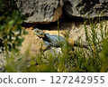 Sunbather on the Rocks 127242955
