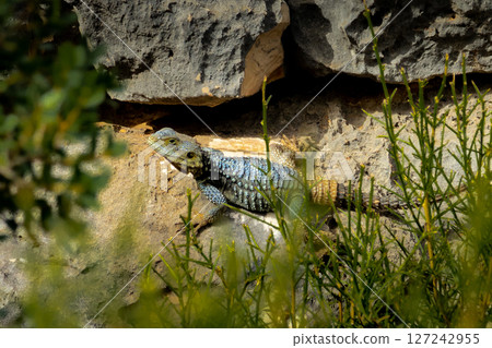 Sunbather on the Rocks Sunbather on the Rocks 127242955