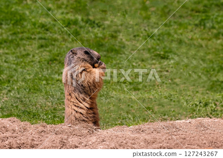 Alpine marmot, marmota marmota. It is found in high numbers in mountainous areas of central and southern Europe, Saas-Fee, Switzerland Alpine marmot, marmota marmota. It is found in high numbers in mountainous areas of central and southern Europe, Saas-Fee, Switzerland 127243267