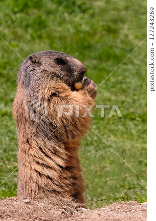 Alpine marmot, marmota marmota. It is found in high numbers in mountainous areas of central and southern Europe, Saas-Fee, Switzerland Alpine marmot, marmota marmota. It is found in high numbers in mountainous areas of central and southern Europe, Saas-Fee, Switzerland 127243269