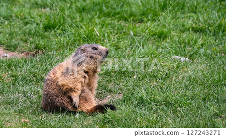 Alpine marmot, marmota marmota. It is found in high numbers in mountainous areas of central and southern Europe, Saas-Fee, Switzerland 127243271