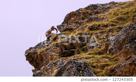 The Alpine ibex, capra ibex, also known as the steinbock or simply ibex, is a species of wild goat in the mountains of the alps, Valais, Switzerland 127243303