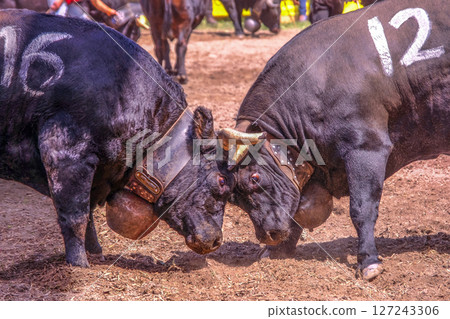 Herens cows, known for fighting in an arena in the swiss and french alps, it's called Combat De Reines. Aproz, Sion, Valais, Switzerland 127243306