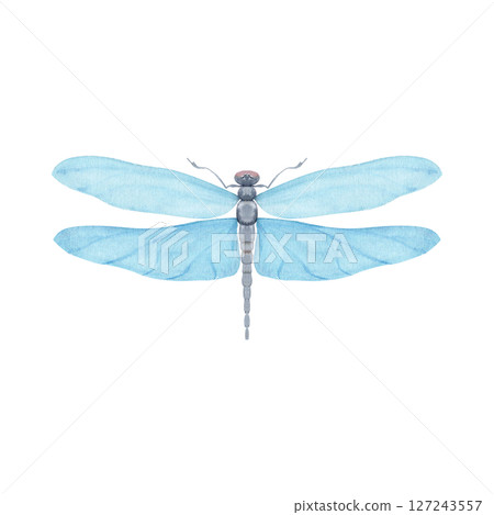 Blue dragonfly with translucent wings, painted in watercolor style isolated on white. Ideal for nature branding, packaging, eco-friendly design, stationery, wall art, wedding, baby shower themes 127243557