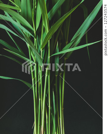 Norfolk reed grass abstract background Norfolk reed grass abstract background 127243574