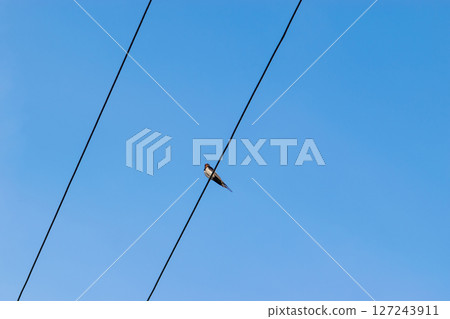Swallow bird sitting on the wires 127243911