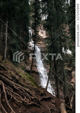 View of the waterfall through tall coniferous trees with roots View of the waterfall through tall coniferous trees with roots 127243949