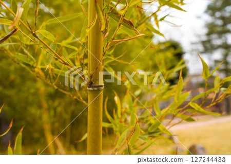 Bamboo tree that look strong 127244488
