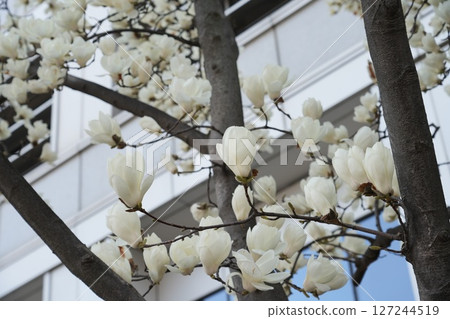 A young magnolia tree with flowers opening in early spring. 127244519