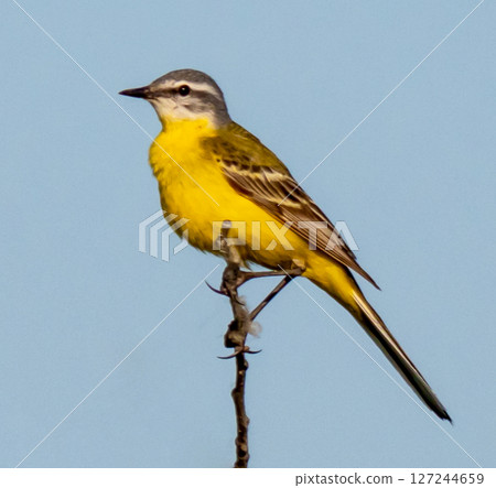 Yellow wagtail 127244659