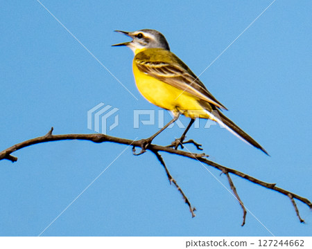 Yellow wagtail Yellow wagtail 127244662