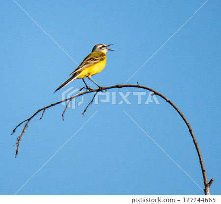 Yellow wagtail Yellow wagtail 127244665