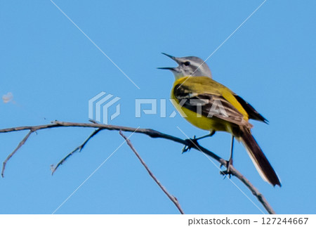 Yellow wagtail Yellow wagtail 127244667