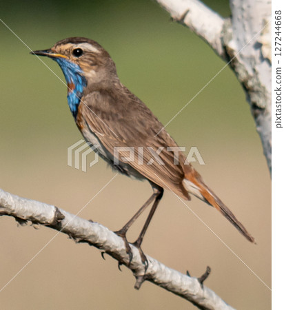 Bluethroat (Luscinia svecica) 127244668
