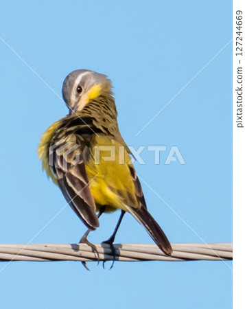 Yellow wagtail Yellow wagtail 127244669